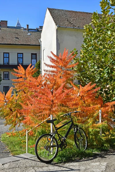 Fahrrad Neben Einem Busch Herbstzeit — Stockfoto