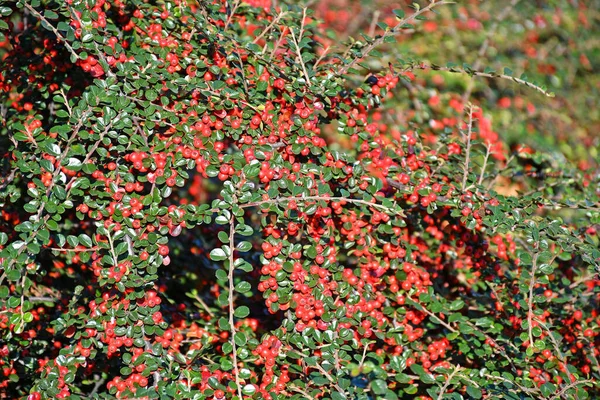 Rote Beeren Eines Busches Zur Herbstzeit — Stockfoto