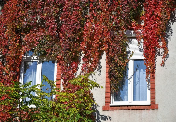 Sonbahar zamanında kırmızı yapraklarla kaplı eski bir bina.