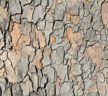 Ağaç gövdesi deseni