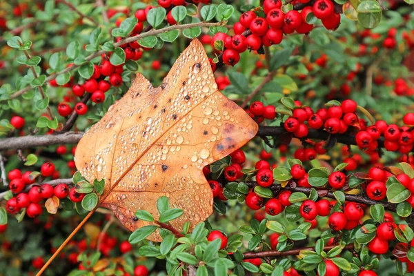 Braune Blätter Und Rote Beeren Herbst — Stockfoto