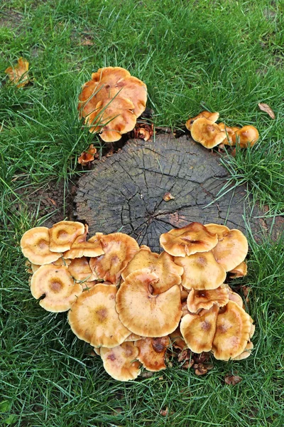 Gombák Erdőben Ősszel — Stock Fotó