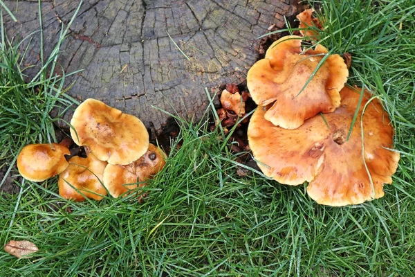 Mushrooms Woods Autumn Time — Stock Photo, Image