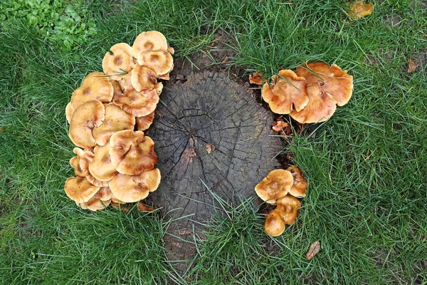 Mushrooms Woods Autumn Time — Stock Photo, Image