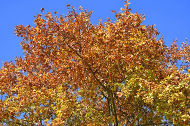 Sonbaharda sarı yapraklar