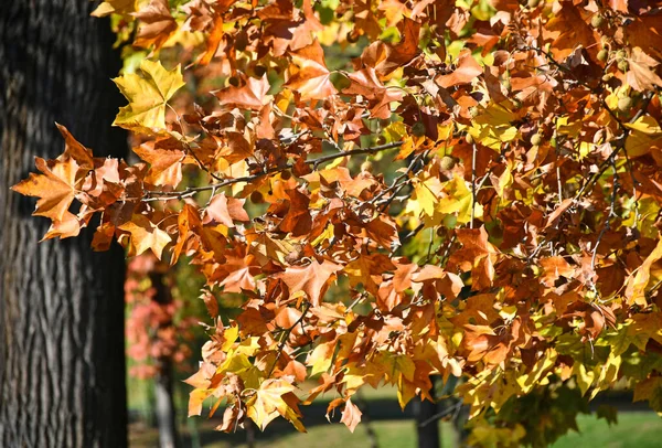 Gele Bladeren Herfst — Stockfoto