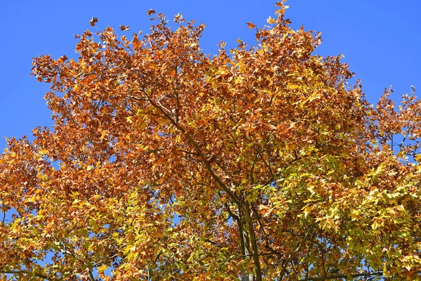 Gele Bladeren Herfst — Stockfoto