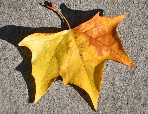 Gelbe Blätter Herbst — Stockfoto