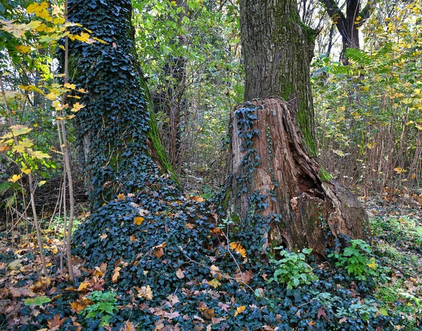 Großer Baumstamm Zur Herbstzeit — Stockfoto