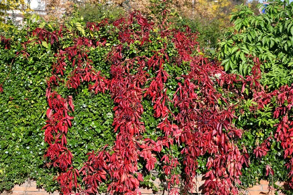 Červené Zelené Listy Podzim — Stock fotografie