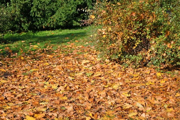 Fallen Leaves Woods Autumn Time — Stock Photo, Image