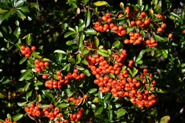 Red Berries Autumn Time — Stock Photo, Image