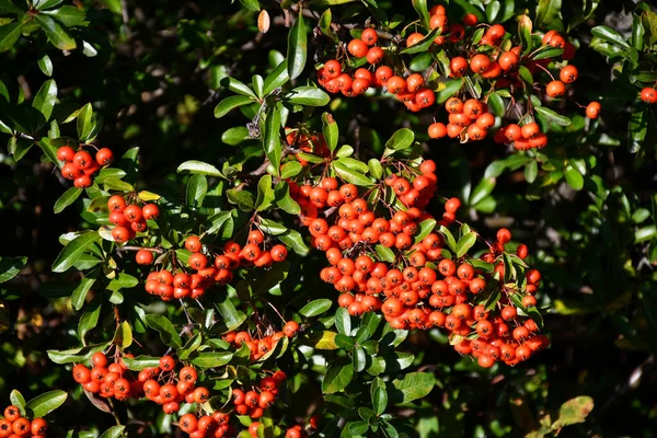 Rote Beeren Herbst — Stockfoto