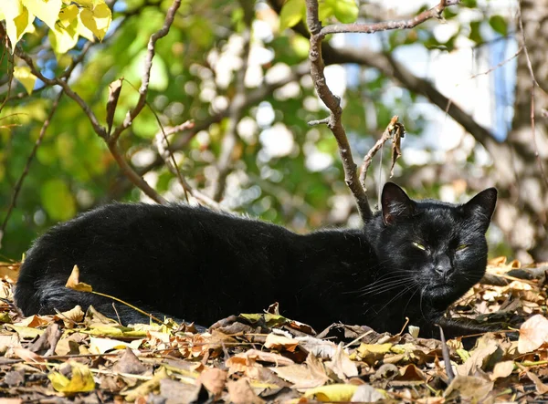 Gato Negro Bosque —  Fotos de Stock