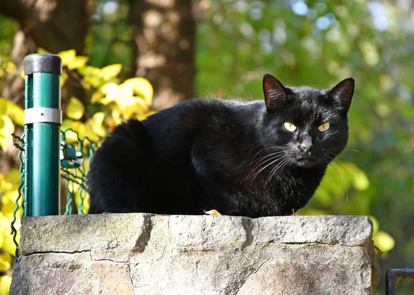 Gato Negro Valla —  Fotos de Stock