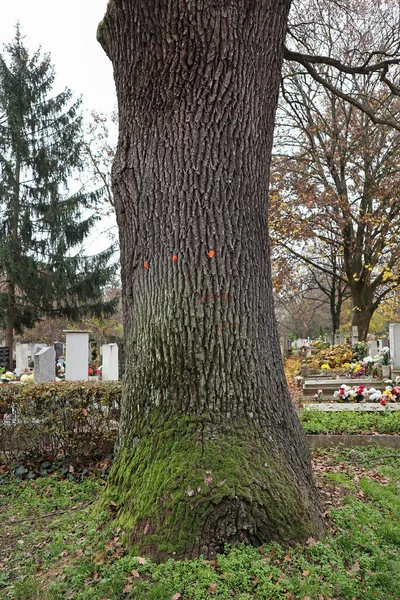 墓地の大きな木 — ストック写真