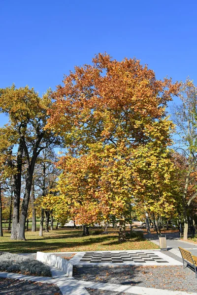 Park Erdőben Debrecen Magyarország — Stock Fotó