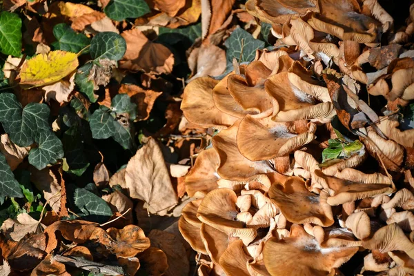 Pilze Wald Zur Herbstzeit — Stockfoto