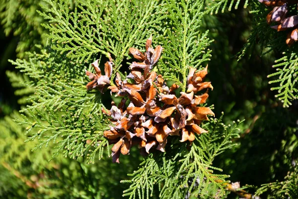 Fir Boom Zaden Herfst Tijd — Stockfoto