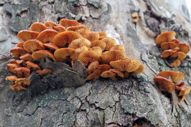 Ağaç gövdesinde mozolar