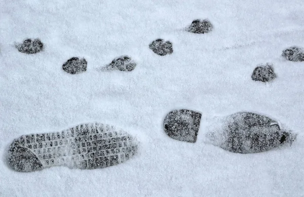 Fußspuren Schnee — Stockfoto