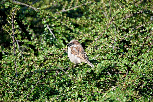 春天里的麻雀 — 图库照片