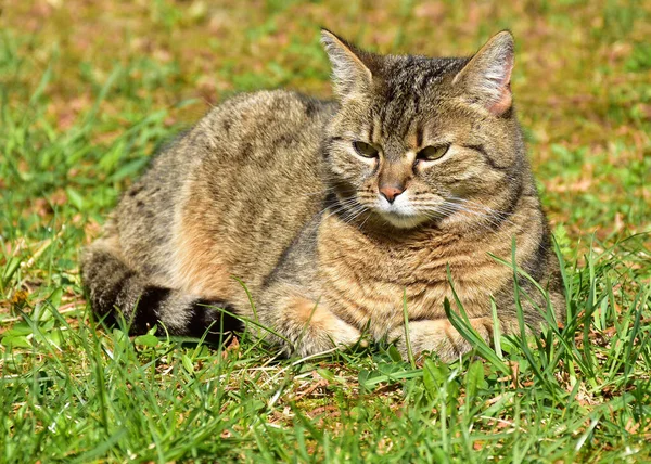 Lindo Gato Tendido Hierba Aire Libre —  Fotos de Stock