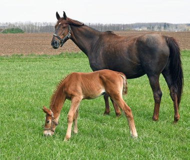 Baharda çayırdaki atlar