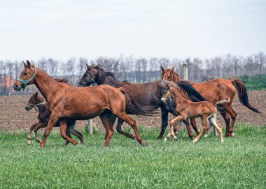 Atlar çayırda koşuyor.