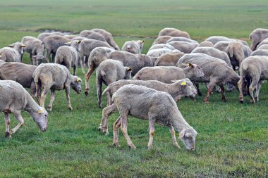 Kışın çayırda koyunlar