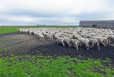Kışın çayırda koyunlar