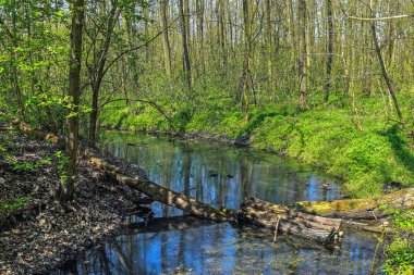 Göl kenarındaki yaşlı ağaçlar