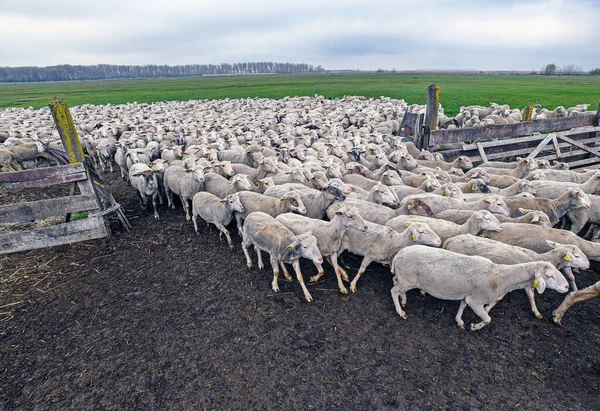 Får Ängen Vintern — Stockfoto