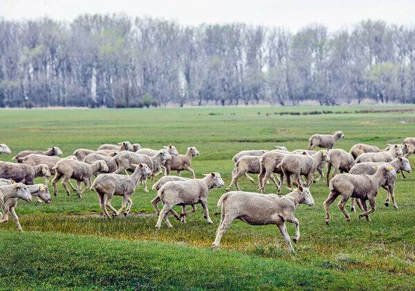 Овцы на лугу в зимнее время