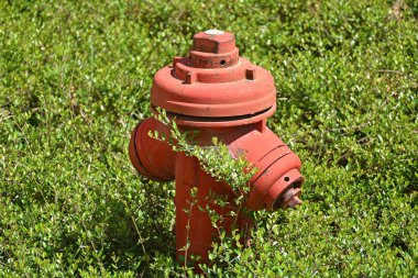 Çalılıklarda yangın musluğu