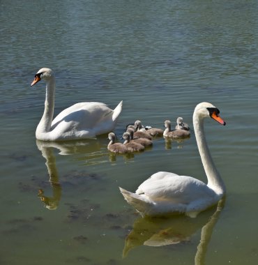 Kuğular baharda gölde yüzerler.