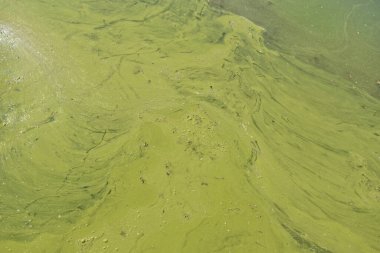 Gölün kirli yeşil renkli su yüzeyi