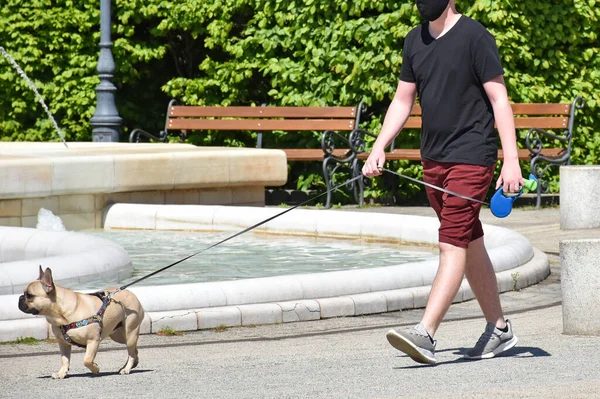 街を歩く犬 — ストック写真