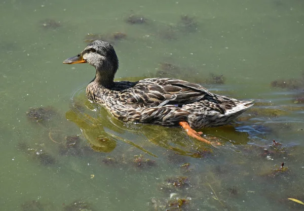 Wildenten Schwimmen See — Stockfoto