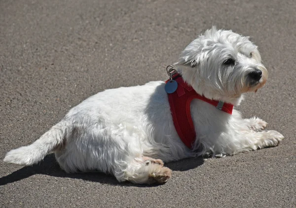 Bílý Pes Ležel Venku Jaře — Stock fotografie