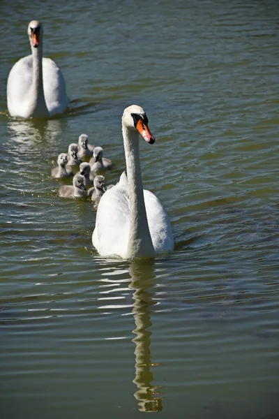 Swans Swimming Lake Spring Time — Stock Photo, Image