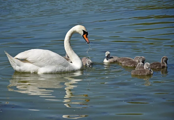 Swans Swimming Lake Spring Time — Stock Photo, Image