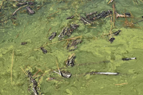 湖面上肮脏的绿色水面 — 图库照片