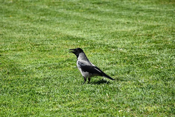 春天草甸上的乌鸦 — 图库照片