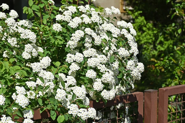 Белые Цветы Буча Весной Рядом Металлическим Забором — стоковое фото