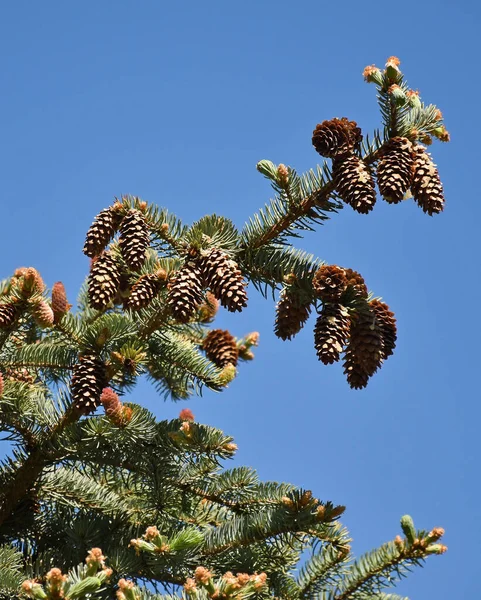 Cones Pinetree Tempo Primavera — Fotografia de Stock