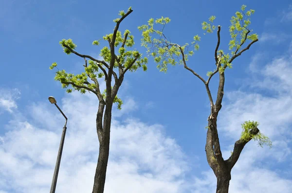 Árvores Altas Contra Céu Azul — Fotografia de Stock