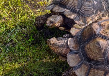 Yaz mevsiminde mahmuzlanmış kaplumbağa.