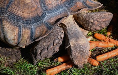Yaz mevsiminde mahmuzlanmış kaplumbağa.