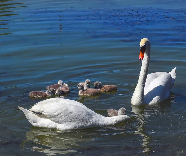 Família Cisne Lago — Fotografia de Stock